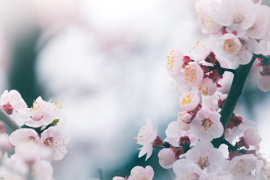 Cherry blossom in spring with soft focus, background