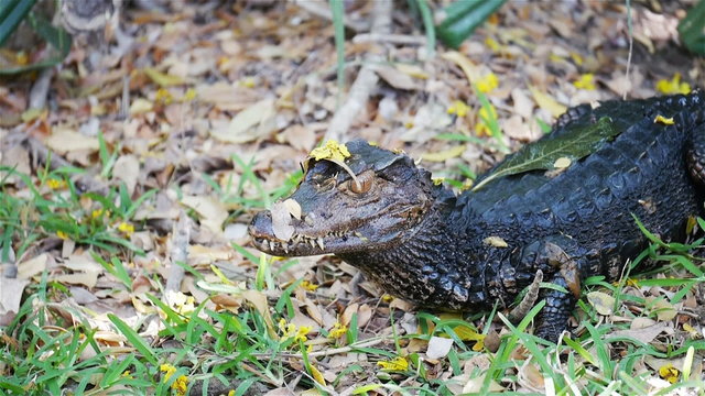 An adult dwarf caiman crocodile walking along a grassy riverbank covered in leaves.