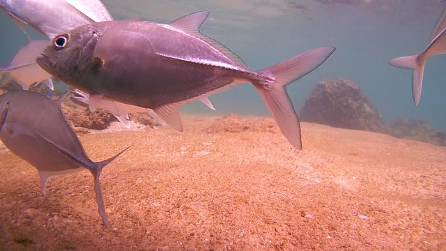 Bigeye trevally (Caranx sexfasciatus) on cleaning station under the coral, Indian Ocean, Hikkaduwa, Sri Lanka, South Asia
