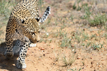 Africa. Namibia. leopard