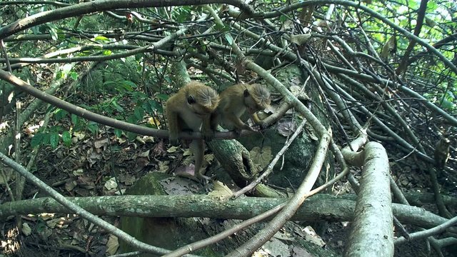 young toque macaque (Macaca sinica, endemic to Sri Lanka) in the jungle, Sri Lanka, South Asia
