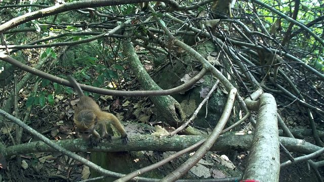 young toque macaque (Macaca sinica, endemic to Sri Lanka) in the jungle, Sri Lanka, South Asia
