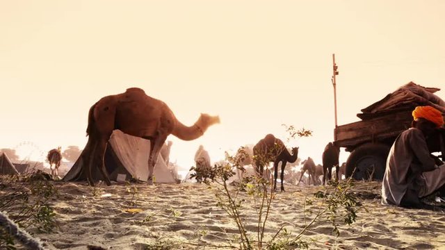 Locked-on shot of camel at Pushkar Fair, Pushkar, Rajasthan, India