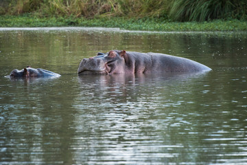 Obraz premium Hippo couple in a pool