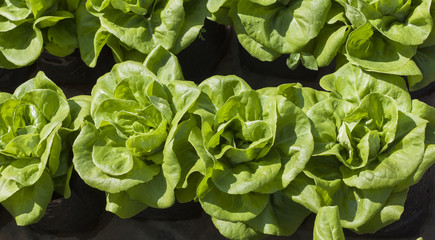 green lettuce in vegetable garden