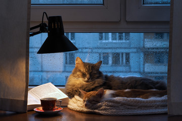 Cats in the window. Outside, rain, water drops on the glass. Twilight shines a desk lamp. It should be a cup with a drink, it is an open book. Cozy and warm. Little kitten and big cat