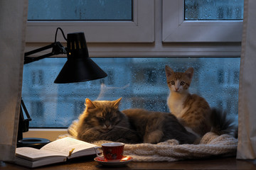 Cats in the window. Outside, rain, water drops on the glass. Twilight shines a desk lamp. It should be a cup with a drink, it is an open book. Cozy and warm. Little kitten and big cat