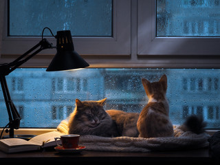 Cats in the window. Outside, rain, water drops on the glass. Twilight shines a desk lamp. It should be a cup with a drink, it is an open book. Cozy and warm. Small kitten looking in the window.