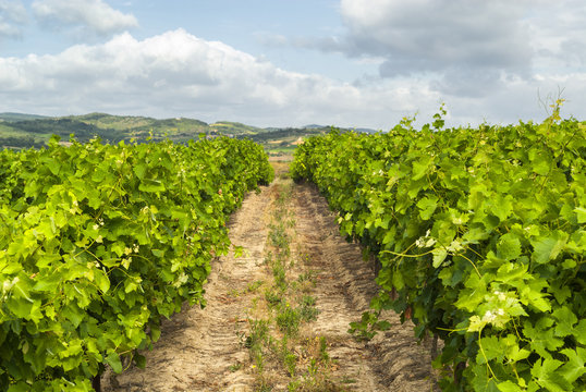 Vineyard near Carcassonne (France)