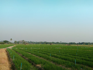 Fototapeta na wymiar Lanndscape of agriculture farm in thailand