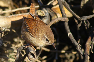 Eurasian wren, Troglodytes Troglodytes ,on dead branches 