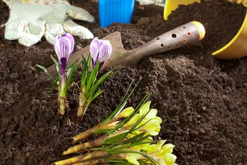 Fototapete Krokusse planting of violet crocus