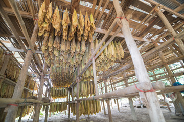 Tobacco curing barns
