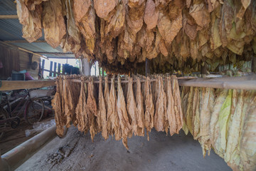 Tobacco curing barns