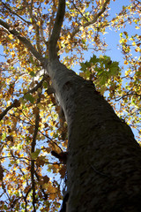 Fototapeta premium tree in the spring season