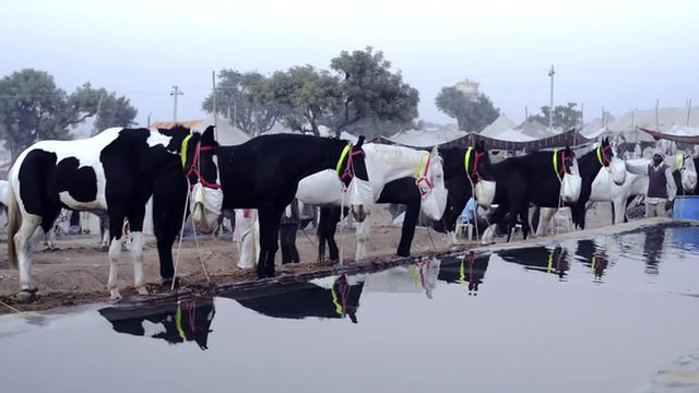 Locked-on shot of donkeys drinking water from a trough at Pushkar Fair, Pushkar, Rajasthan, India