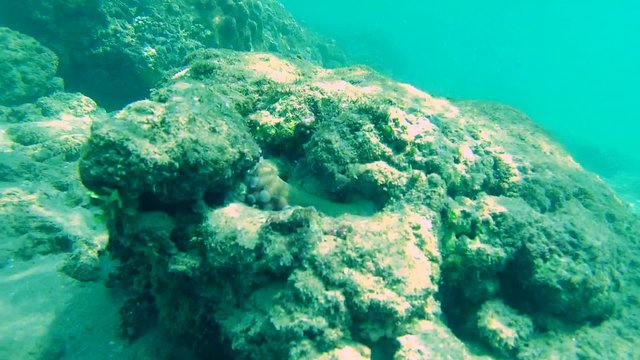 Cyane's octopus (Octopus cyanea) removes a stone from his hiding place and climbs out of the cave (top view), Indian Ocean, Hikkaduwa, Sri Lanka, South Asia
