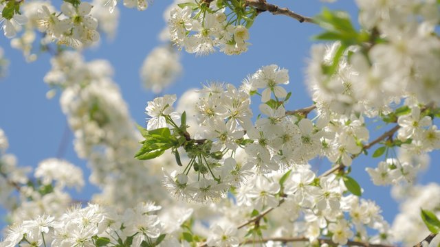 Cherry tree branch with white blossoms against blue sky early spring 4K 2160p UltraHD slow tilting video - Cherry tree and blue sky natural background 4K 3840X2160 UHD tilt footage 