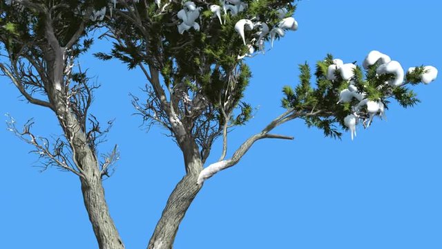 Monterey Cypress Doubled Trunk And Snow Coniferous Evergreen Tree is Swaying at The Wind Green Scale-Like Leaves Hesperocyparis Macrocarpa Windy Day
