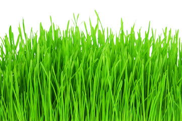 Young fresh dense green grass isolated on white background.