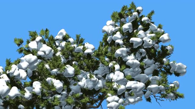 Monterey Cypress Much Snow on a Crown Coniferous Evergreen Tree is Swaying at The Wind Green Scale-Like Leaves Hesperocyparis Macrocarpa Windy Day
