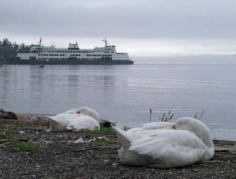 Geese Napping with Ferry