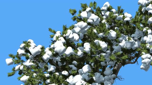 Monterey Cypress Top of Tree Much Snow on a Crown Coniferous Evergreen Tree is Swaying at The Wind Green Scale-Like Leaves Hesperocyparis Macrocarpa