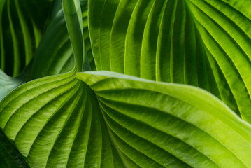 Hosta Leaf Patterns in Dramatic Light