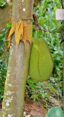 The fruit jackfruit growing out of a tree trunk