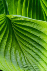 Hosta Leaf Patterns in Dramatic Light