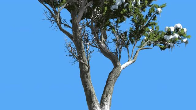 Monterey Cypress Doubled Trunk And Snow Coniferous Evergreen Tree is Swaying at The Wind Green Scale-Like Leaves Hesperocyparis Macrocarpa Windy Day