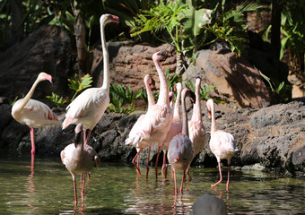 Nice pink big bird Greater Flamingo, Phoenicopterus ruber