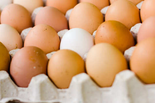 Various eggs in egg trays