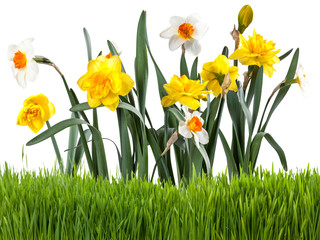 Beautiful narcissus with grass