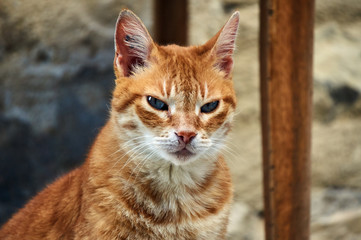 Portrait of a white-red-haired cat European in France.