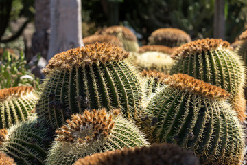 Echinocactus grusonii, popularly known as the golden barrel cactus, golden ball or, amusingly, mother-in-law's cushion,