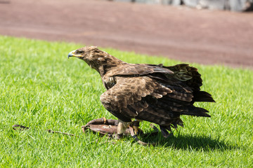   Bird of Prey Show, Oasis Park, Fuerteventura, Canary Island, Spain