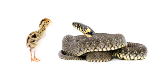 Snake and chicken quail together