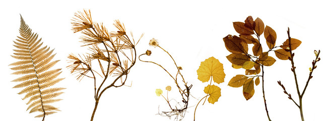 Collage mit herbstlichen Zweigen und Blättern © fotorellix
