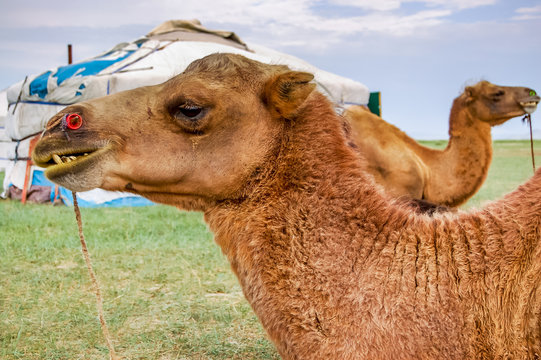 Camels lying in front of yurt on steppe, Mongolia