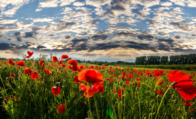 Palatinate meadow of red poppies :) 