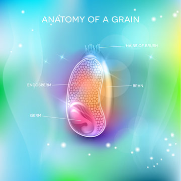 Grain structure on a beautiful background