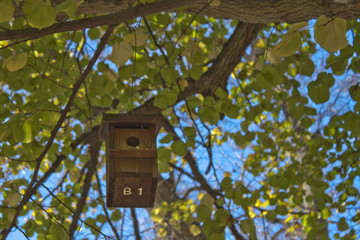 house birds in a tree full of leaves