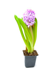 Purple hyacinth in small pot