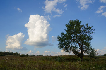  field tree and sky with clouds