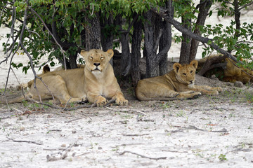 Lions pride, Namibia