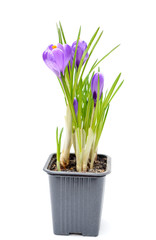 Spring crocus flowers  in pot