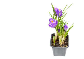 Spring crocus flowers  in pot