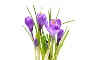 Obraz na płótnie Canvas Spring crocus flowers