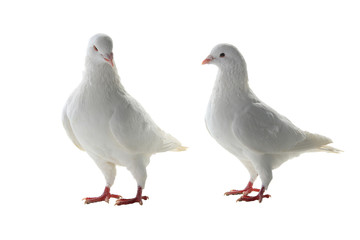 two white pigeon